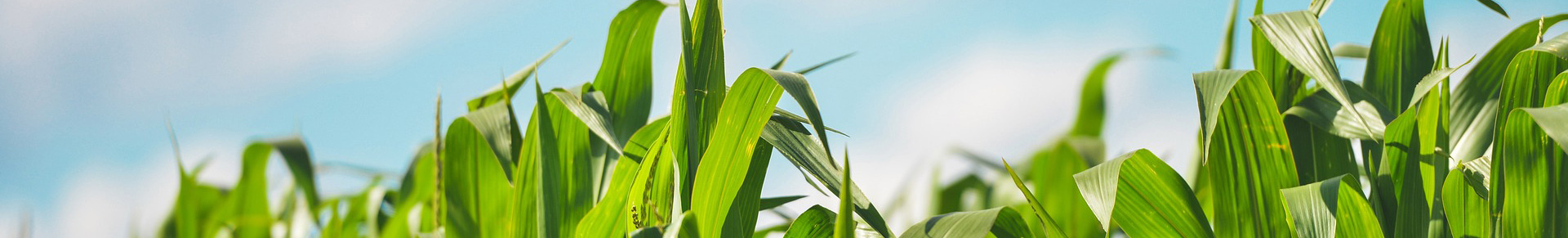 吉林省禾茁农业科技有限公司